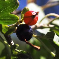 Чёрная смородина :: Юрий Гайворонскiий