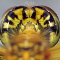 Голова стрекозы. Вид сзади. :: Геннадий Супрун Голова стрекозы. Вид сзади. :: Геннадий Супрун