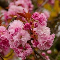 О красоте и нежности... :: Николай Гирш О красоте и нежности... :: Николай Гирш