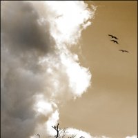 меланхолия :: александр 