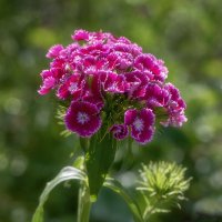 Турецкая гвоздика. :: Лилия * Турецкая гвоздика. :: Лилия *