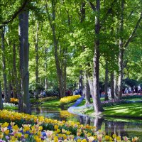 Цветы парка Кекенхоф :: Валерий Готлиб