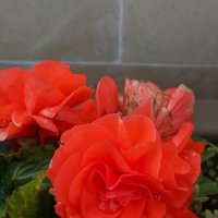 монастырская роза :: Елена Сергеева