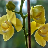 Про цветы ... :: Aquarius - Сергей