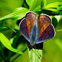 и снова бабочки 13 :: Александр Прокудин