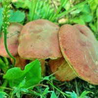 Грибы :: Нина 