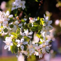 Цветение Вишни :: Сергей Кочнев