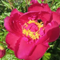 Пион :: Сапсан 