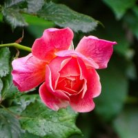 Цветы на городских клумбах. :: Милешкин Владимир Алексеевич 