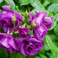 Розовый букетик. :: Милешкин Владимир Алексеевич 