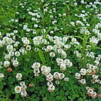 Июнь...Полянка белого клевера! :: Владимир 