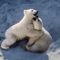 Белый :: SanSan 