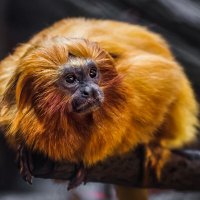 Золотистый тамарин :: SanSan 