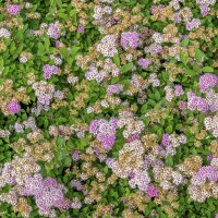 Спирея японская :: Валерий Иванович Спирея японская :: Валерий Иванович