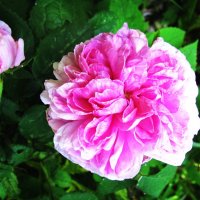 Нежная красотка :: Людмила Смородинская