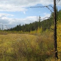 Лесные прогулки :: Anna Ivanova Лесные прогулки :: Anna Ivanova