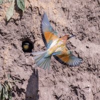 щурки :: юрий макаров