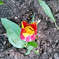 Весенний цвет. :: Владимир Драгунский