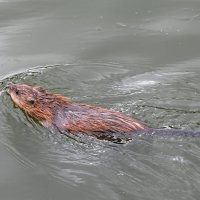 Москва. Парк «Покровское-Стрешнево». :: Наташа *****
