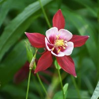 Москва. Нескучный сад. :: Наташа *****