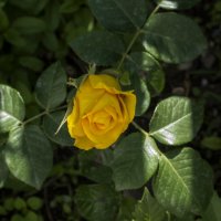 Жёлтая роза :: Валентин Семчишин