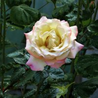 Глория  Дей :: Валентин Семчишин