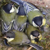 Синички :: краснов юрий 