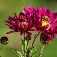 Хризантемы :: Игорь Сикорский