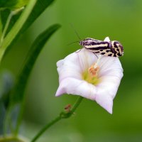 Мотылёк :: Геннадий Супрун