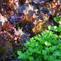 Салат Лолло росса и петрушка :: Татьяна Лютаева