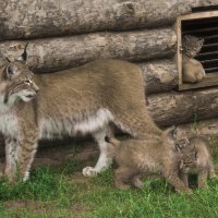 Мама, Я какие она ШАЛИШКИ :: Владимир Максимов