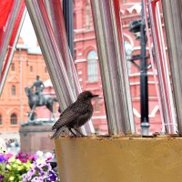 Любопытный скворец. :: Татьяна Помогалова Любопытный скворец. :: Татьяна Помогалова