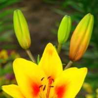 цвет настроения - жёлтый :: Сергей М цвет настроения - жёлтый :: Сергей М