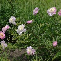 Пионы :: Рита Симонова