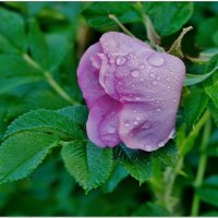 ПОСЛЕ ДОЖДЯ... :: Elvira E. 