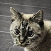 Симона :: Андрей К Симона :: Андрей К