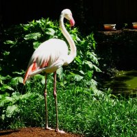 "Охранник" стаи фламинго :: Aida10 