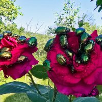 Вредители роз :: Nina Streapan