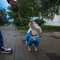 ***** :: юрий поляков