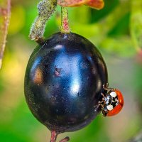 Божья коровка. :: Сергей Гибков