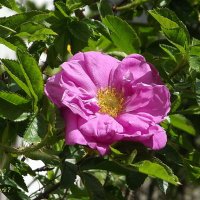 Шиповник :: Freddy 97