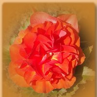 Бегония :: Freddy 97