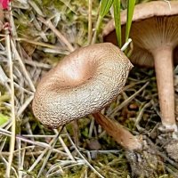 Из леса :: Михаил Столяров