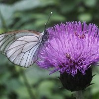 *** :: Зоя Мишина