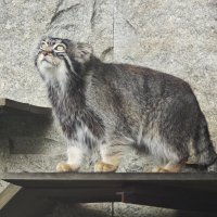 Манул Тимоша :: <<< Наташа >>> Манул Тимоша :: <<< Наташа >>>