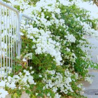 Бугенвиллея белая. :: Валерьян 