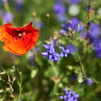 мак :: Александр Леонов