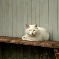 Типо белый кот :: Максим Егоров