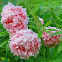 дождь прошел... :: Andrey Bragin 