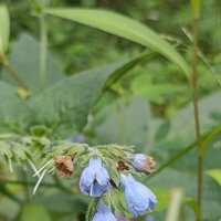 Летнее разноцветье :: Pippa 